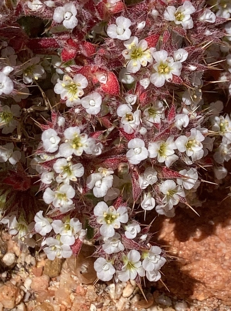 Mojave Spineflower photo 3