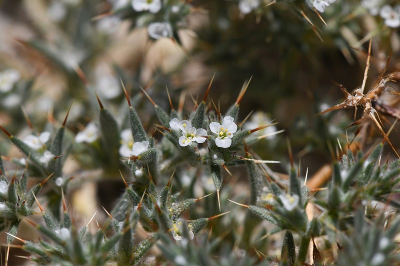 Mojave Spineflower photo 4