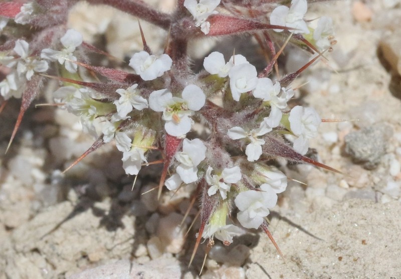 Mojave Spineflower photo 5