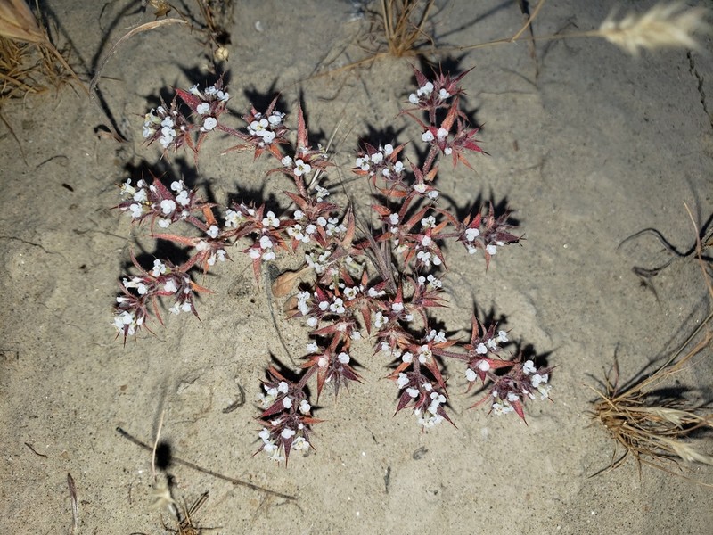 Mojave Spineflower photo 6