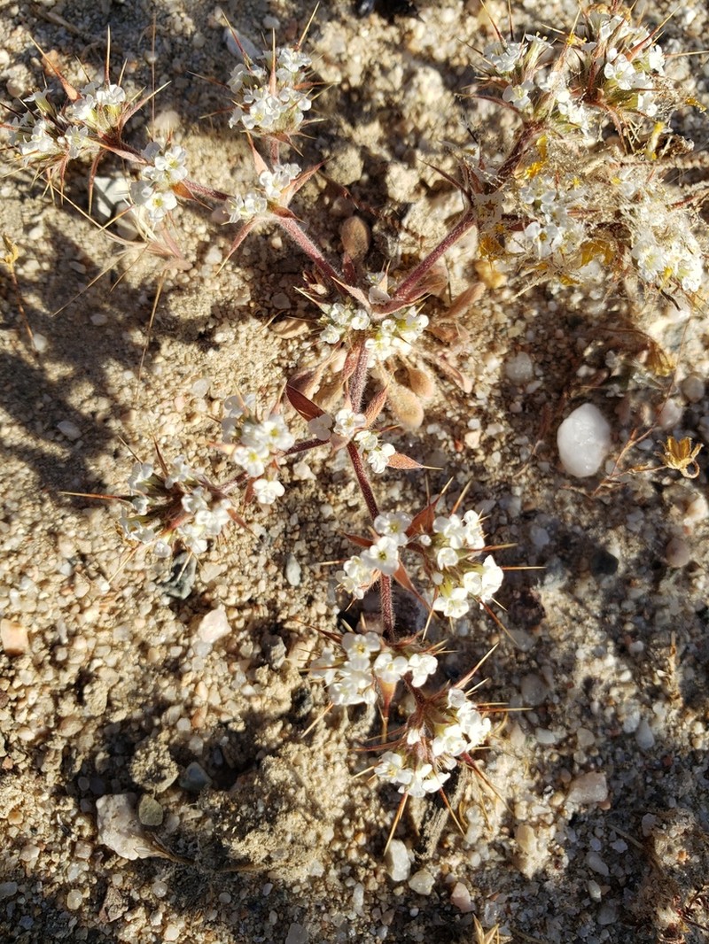 Mojave Spineflower photo 7