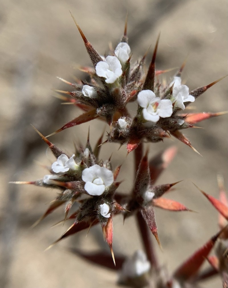 Mojave Spineflower photo 8