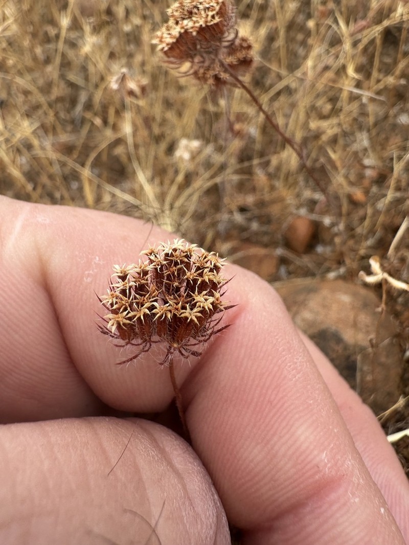 Starlet Spineflower
