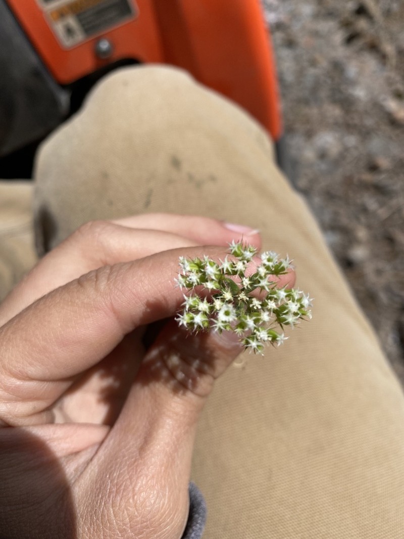 Starlet Spineflower photo 2