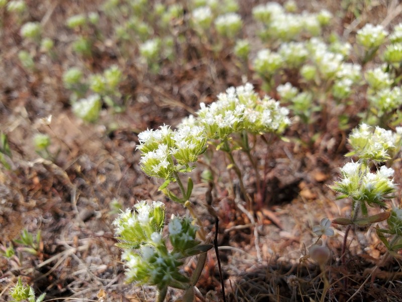 Starlet Spineflower photo 3