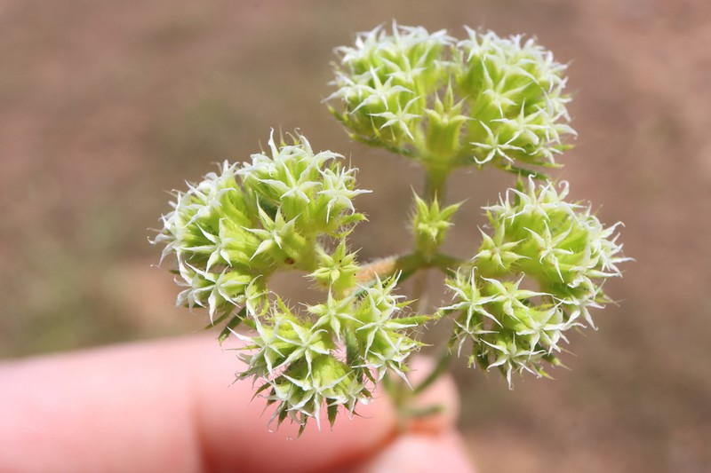 Starlet Spineflower photo 4