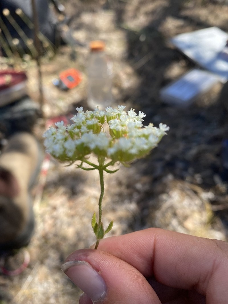 Starlet Spineflower photo 5