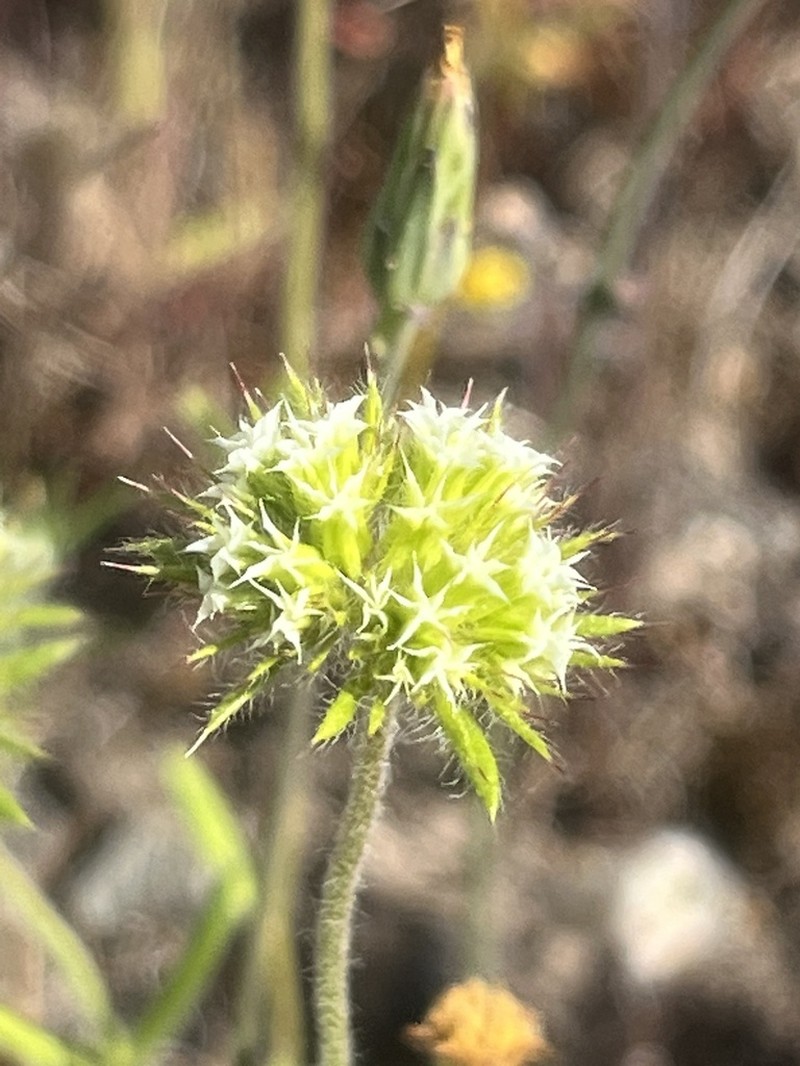 Starlet Spineflower photo 6