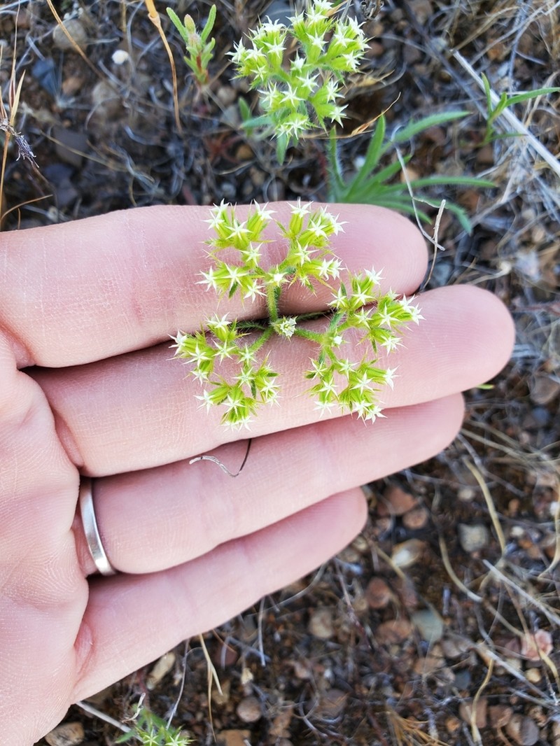 Starlet Spineflower photo 7