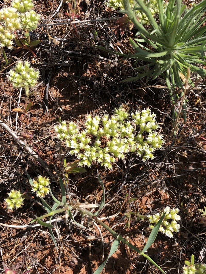 Starlet Spineflower photo 8