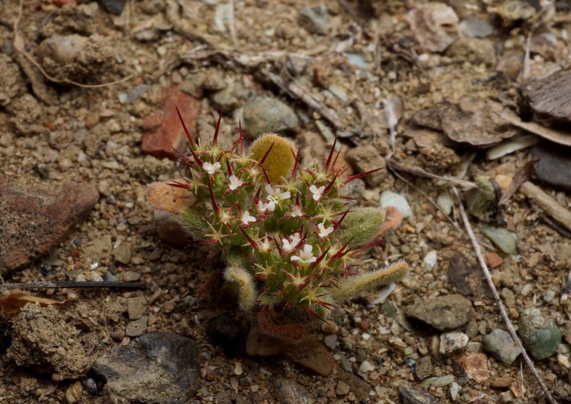 Oneawn Spineflower