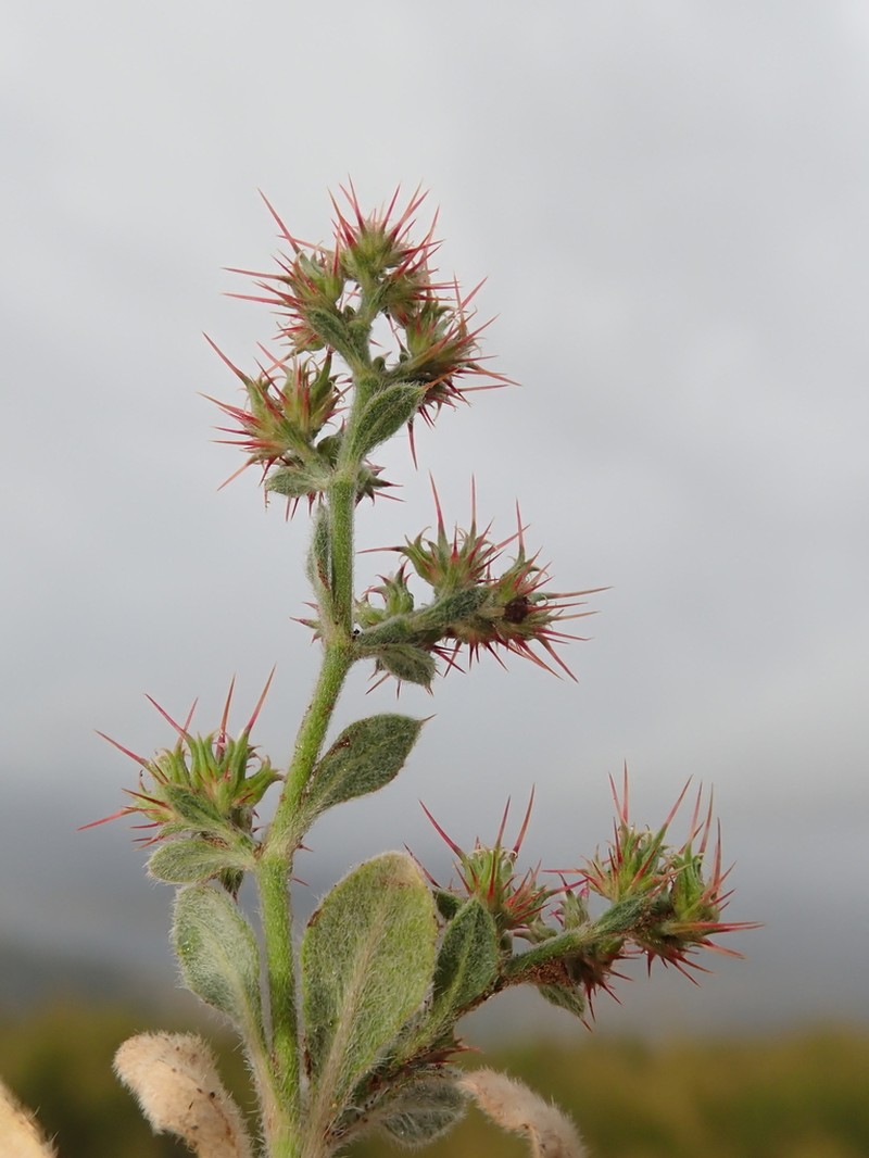 Oneawn Spineflower photo 2