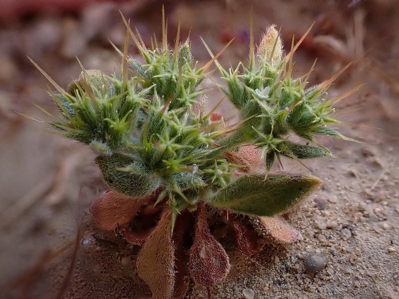 Oneawn Spineflower photo 3