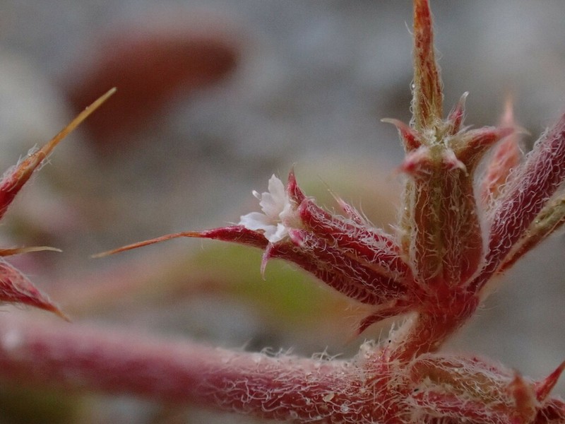 Oneawn Spineflower photo 5