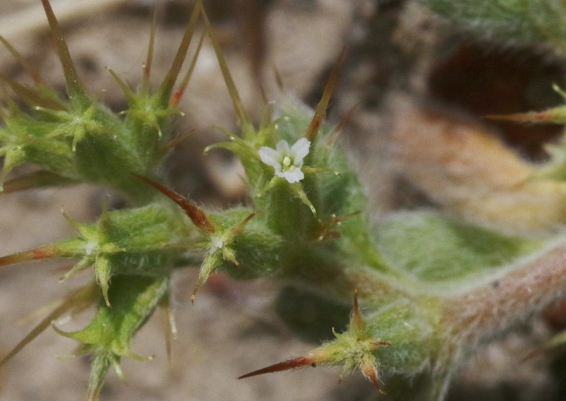 Oneawn Spineflower photo 7