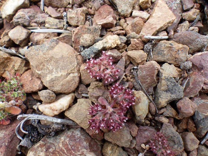 Oneawn Spineflower photo 8
