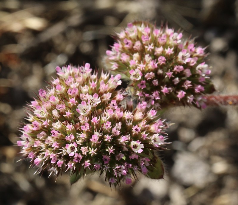 Sonoma Spineflower