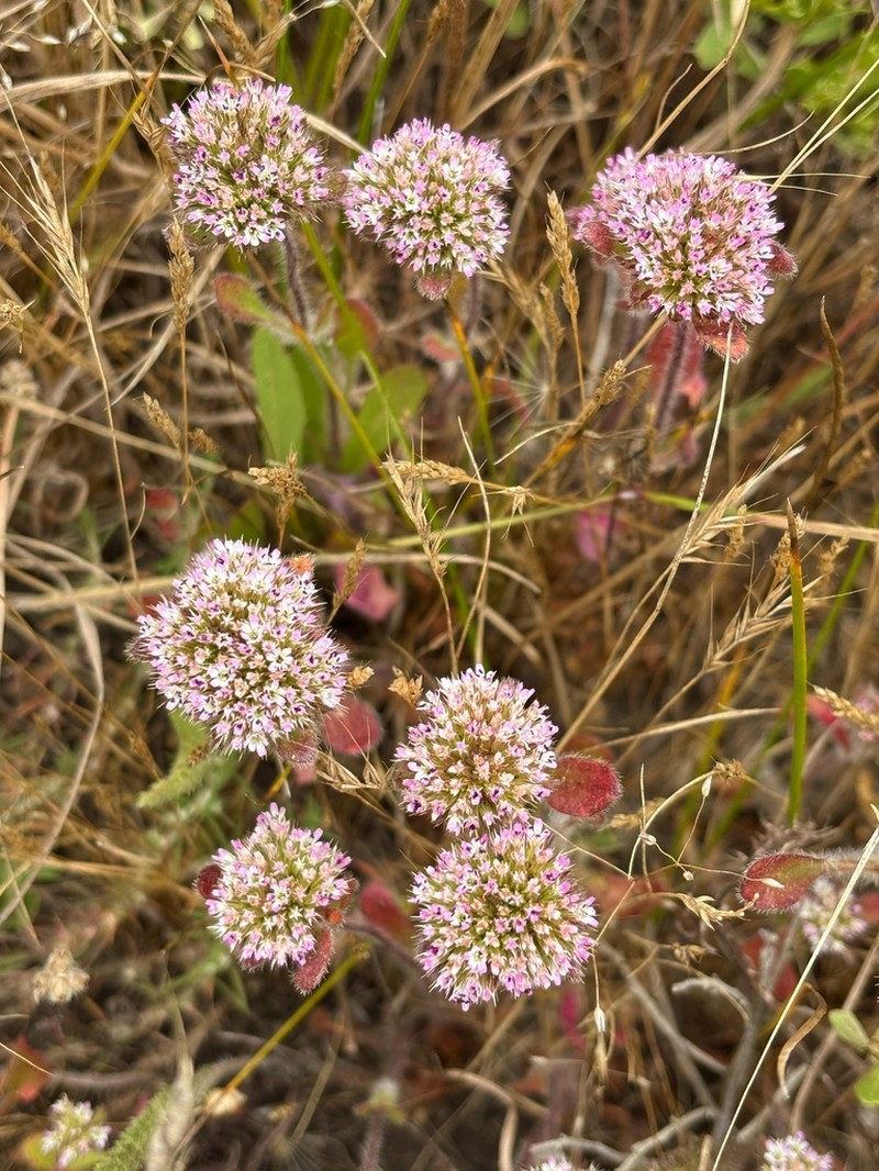 Sonoma Spineflower photo 2
