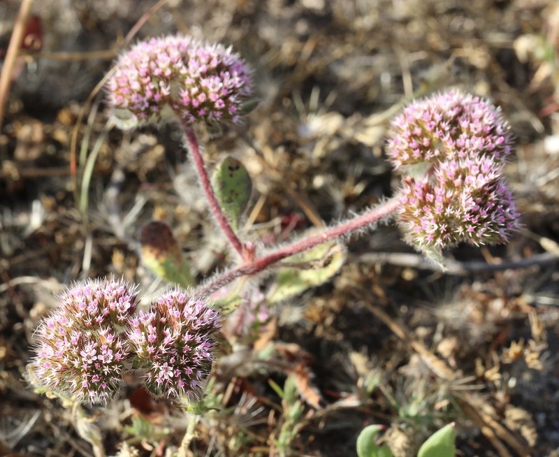 Sonoma Spineflower photo 3