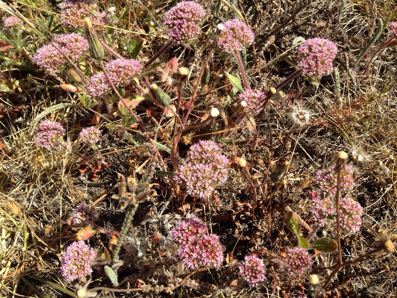 Sonoma Spineflower photo 5