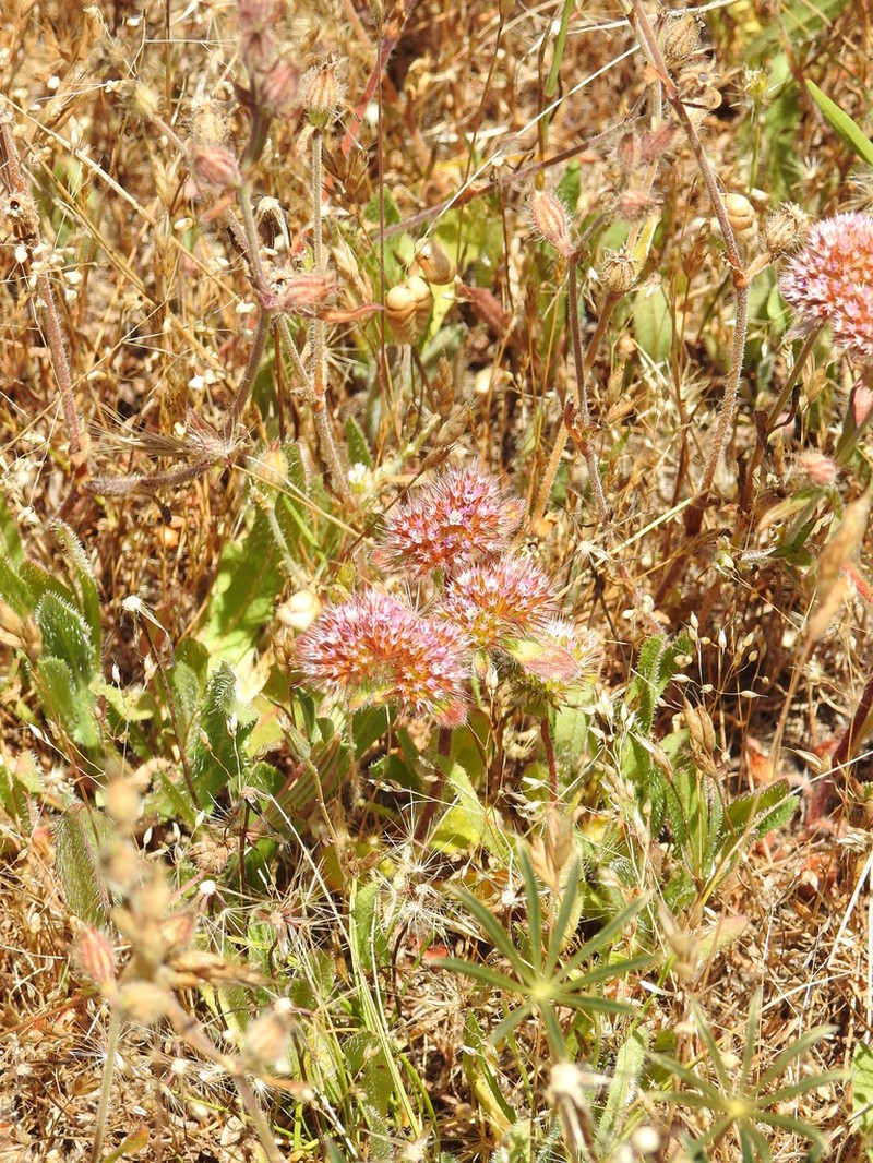 Sonoma Spineflower photo 6