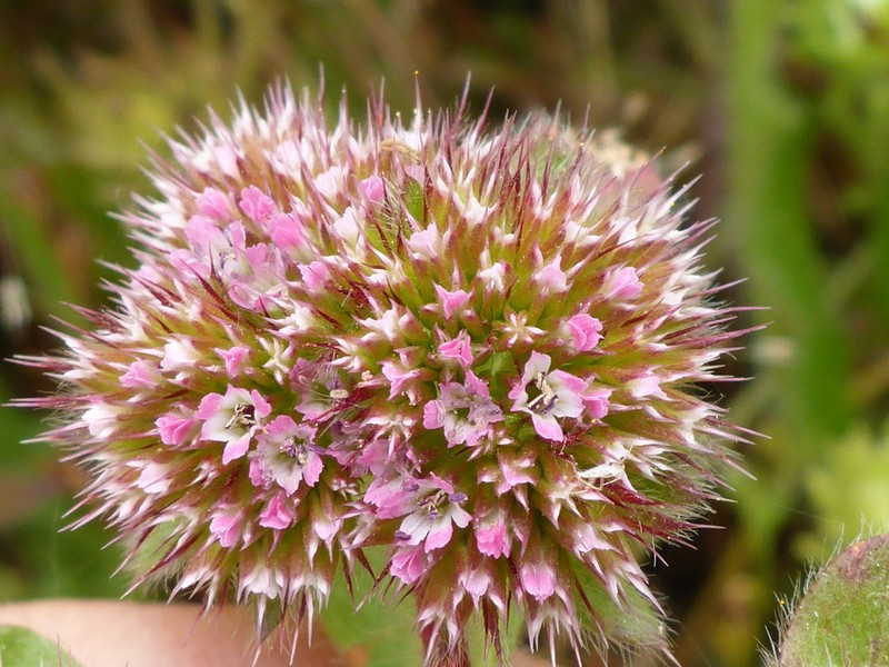 Sonoma Spineflower photo 7