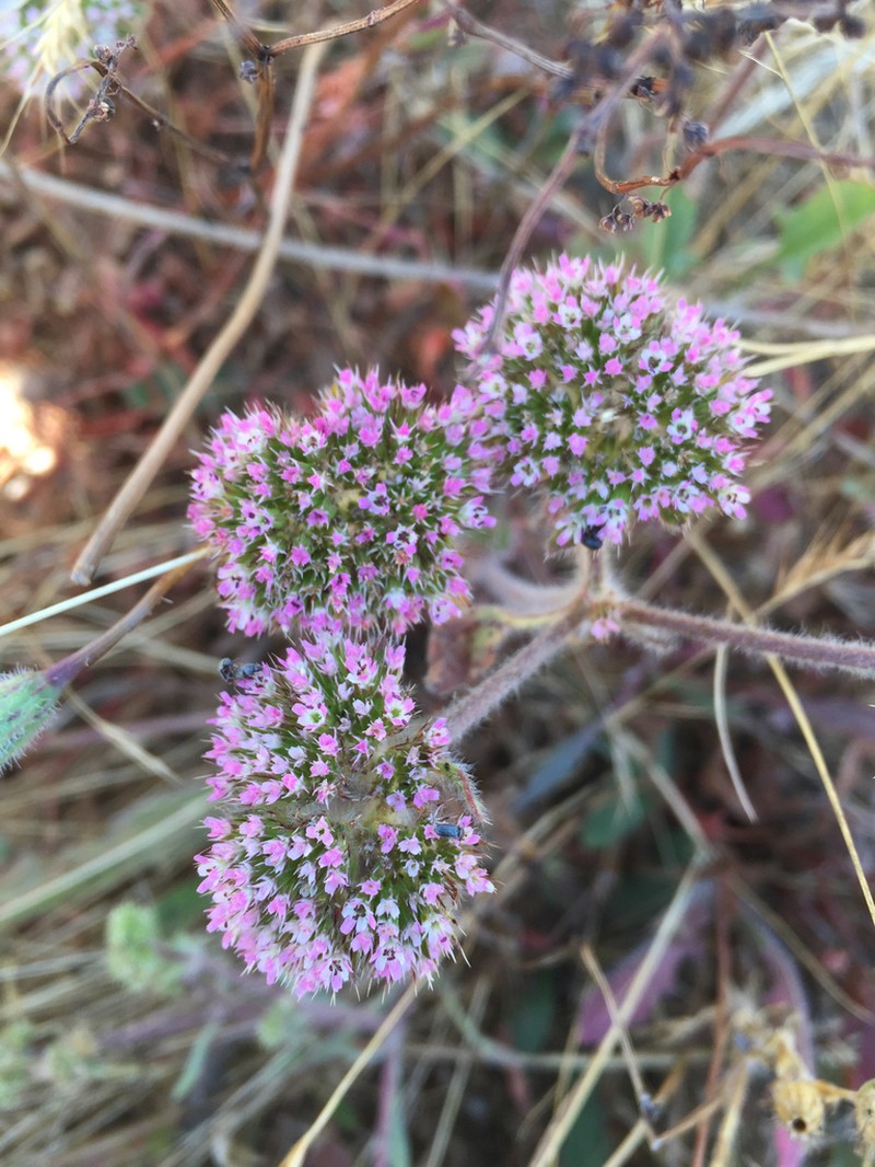 Sonoma Spineflower photo 8