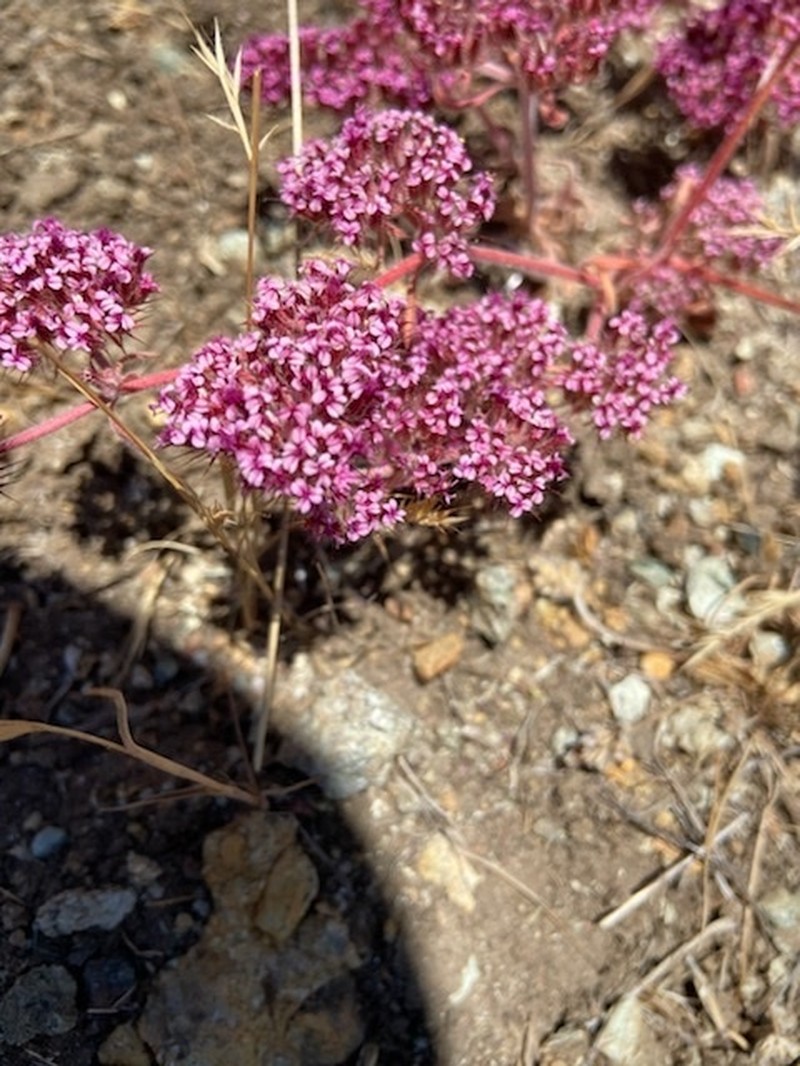 Priest Valley Spineflower