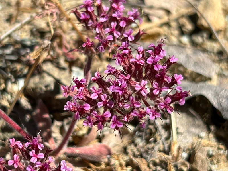 Priest Valley Spineflower photo 2