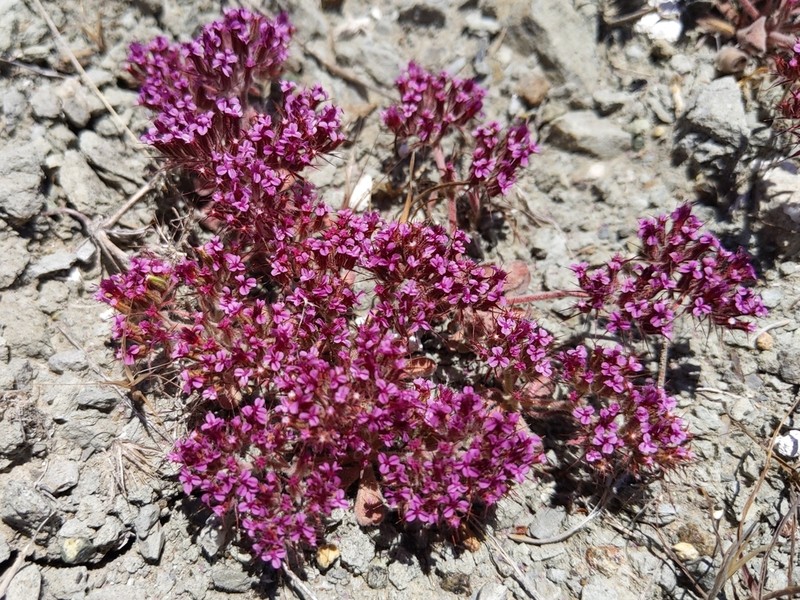 Priest Valley Spineflower photo 3