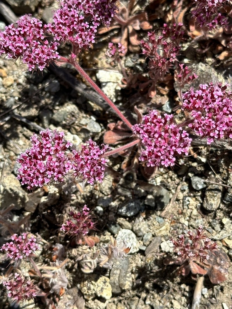 Priest Valley Spineflower photo 4