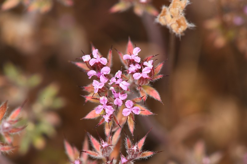 Priest Valley Spineflower photo 5