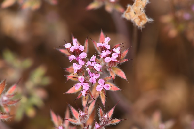 Priest Valley Spineflower photo 7