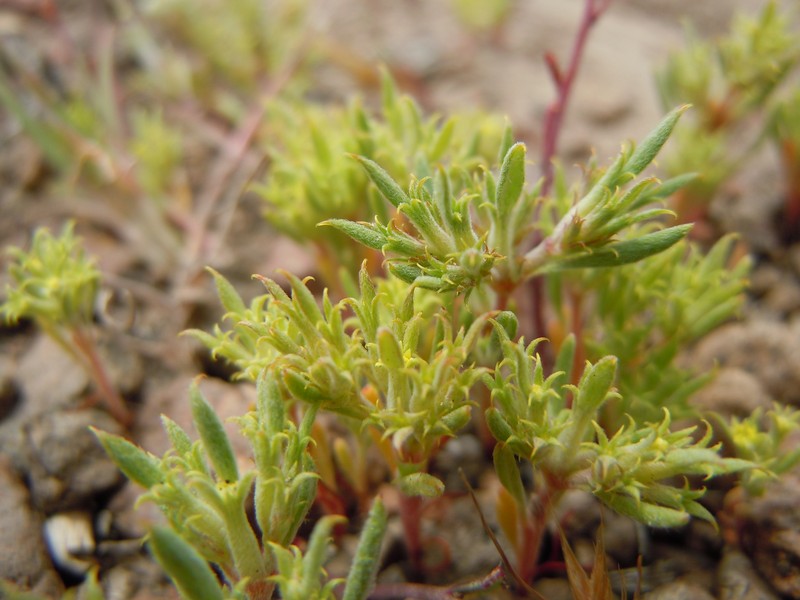 Fivetooth Spineflower
