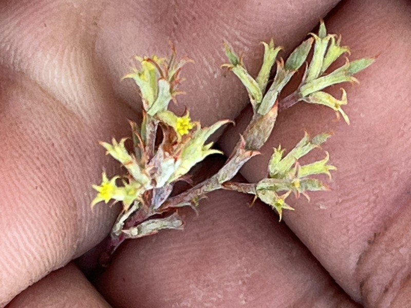 Fivetooth Spineflower
