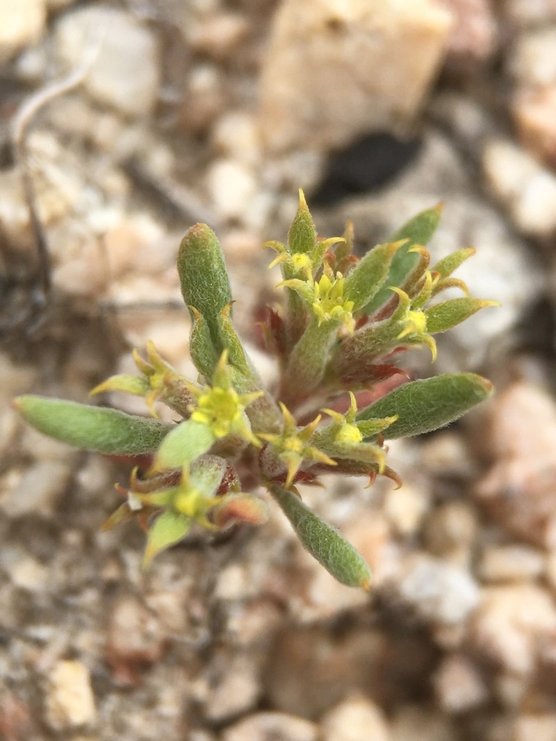Fivetooth Spineflower photo 2