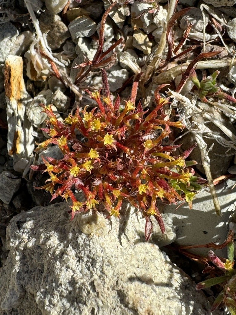 Fivetooth Spineflower photo 3