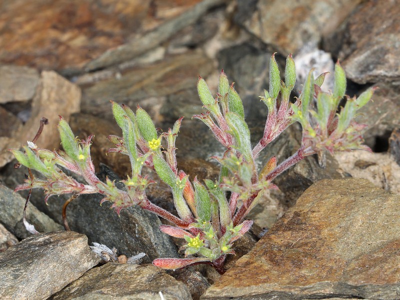 Fivetooth Spineflower photo 5