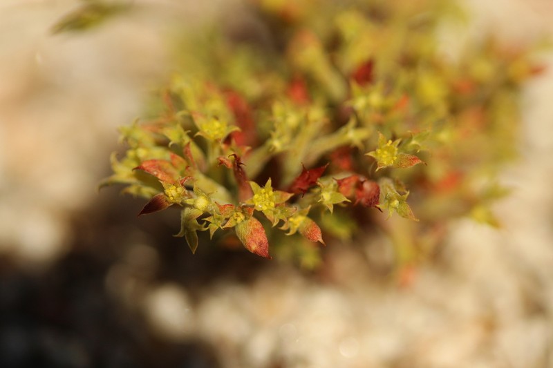 Fivetooth Spineflower photo 6