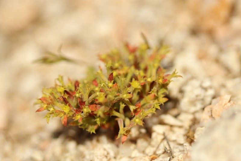 Fivetooth Spineflower photo 7