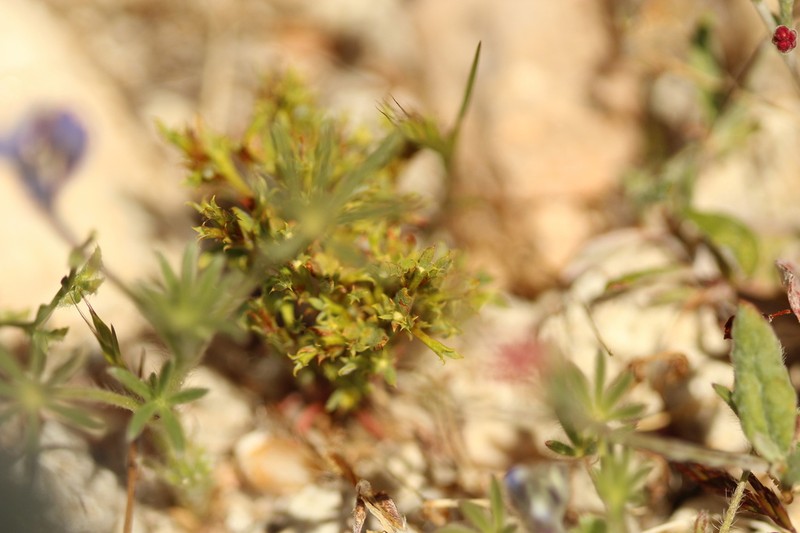 Fivetooth Spineflower photo 8