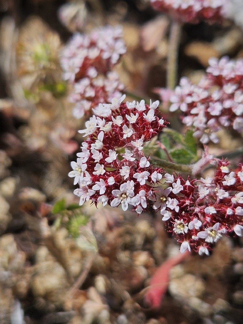 Santa Barbara Spineflower