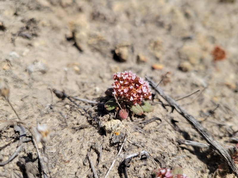Santa Barbara Spineflower photo 2
