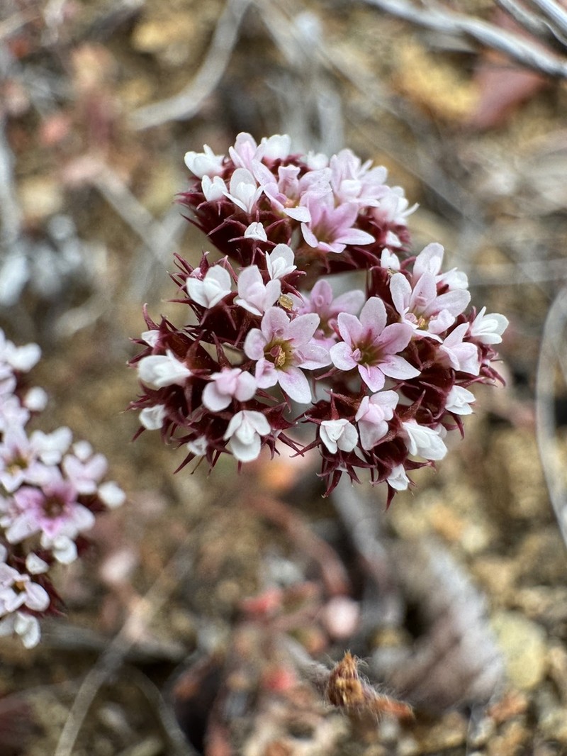 Santa Barbara Spineflower photo 3
