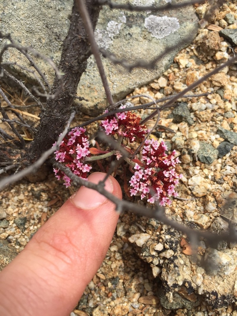 Santa Barbara Spineflower photo 4