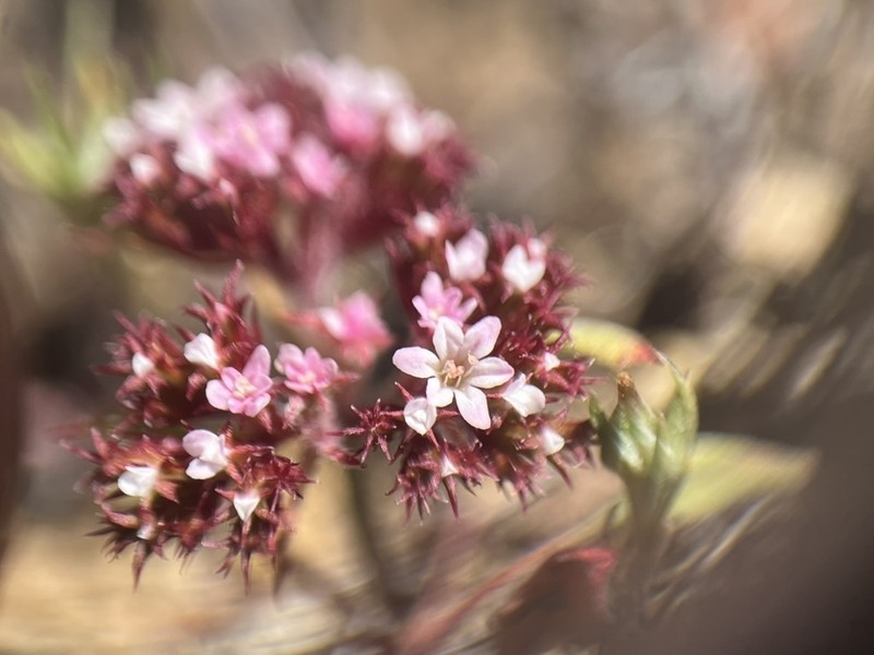 Santa Barbara Spineflower photo 5