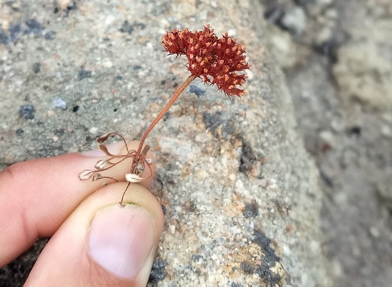 Santa Barbara Spineflower photo 7