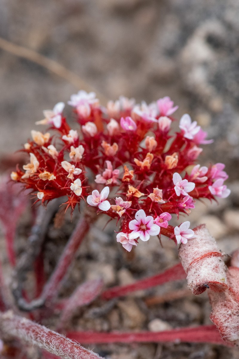 Santa Barbara Spineflower photo 8