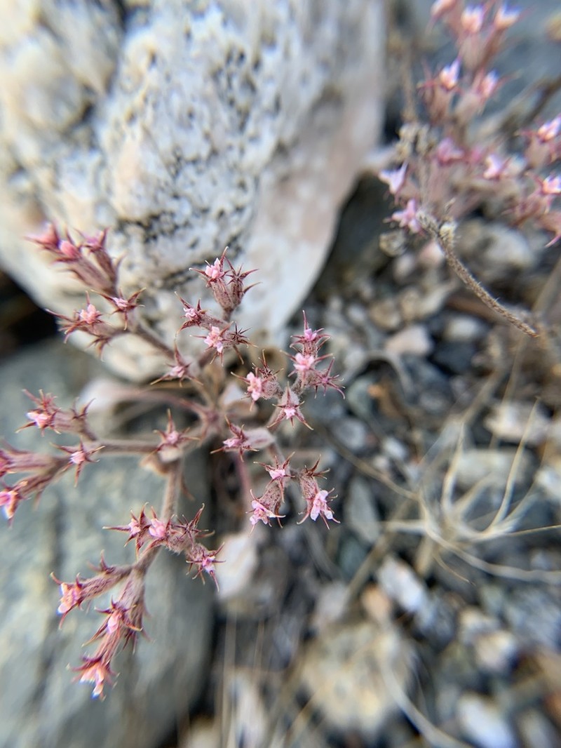 Riverside Spineflower