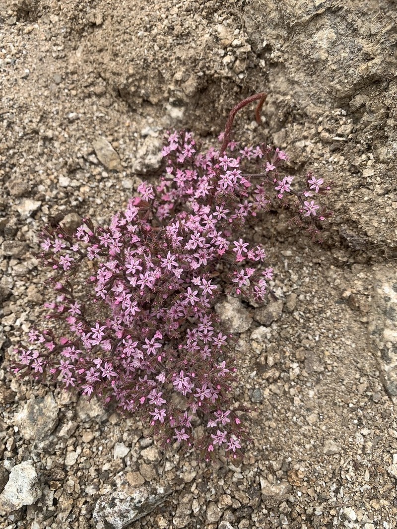 Riverside Spineflower photo 2